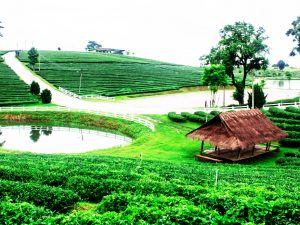 IM Land as a Landscape Element